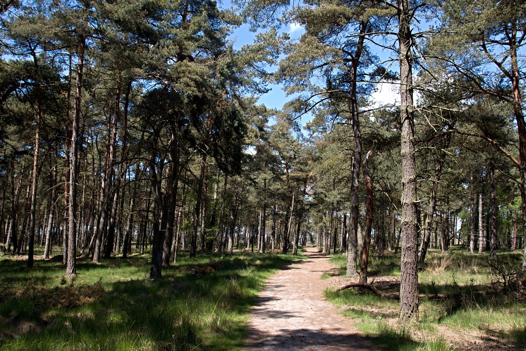 kalmhoutese heide hei hdr natuurgebied natuur landschap natuurpark natuurreservaat wandelen heidegebied bossen vennen